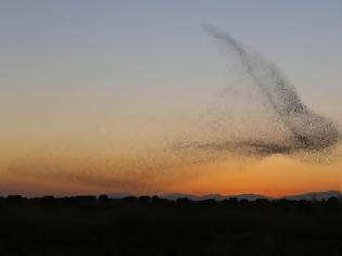 Φωτογραφία για Φωτογραφία δείχνει σμήνος πουλιών να σχηματίζουν ένα γιγάντιο πουλί