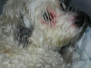 Φωτογραφία για Βουδαπέστη Η 9χρονη σκυλίτσα Ζαζά σώθηκε από θαύμα - Ήταν δύο βδομάδες δίπλα στο νεκρό