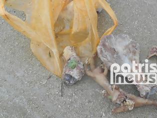 Φωτογραφία για Φρίκη! Μαζική θανάτωση σκύλων με φόλες στην Αμαλιάδα
