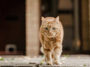 Φωτογραφία για Εικόνα - σοκ Κτηνωδία : Κρέμασαν γάτα από τα κάγκελα σπιτιού