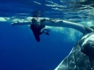 Φωτογραφία για Mια φάλαινα προστάτεψε δύτρια από καρχαρία! [video]