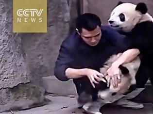 Φωτογραφία για Panda αρνούνται να πάρουν το φάρμακο τους με ξεκαρδιστικό τρόπο [video]