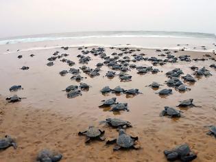 Φωτογραφία για Το 99% των χελωνών γεννιούνται θηλυκά εξαιτίας της κλιματικής αλλαγής
