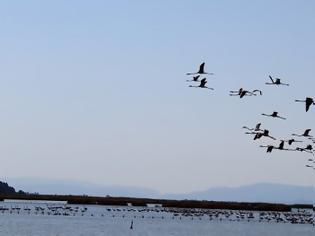 Φωτογραφία για Καταμετρήσεις υδρόβιων πουλιών στον Αμβρακικό
