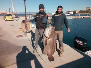 Φωτογραφία για Η ψαριά της χρονιάς - Έβγαλαν σφυρίδα 63 κιλών! - ΦΩΤΟ ΚΑΙ ΒΙΝΤΕΟ
