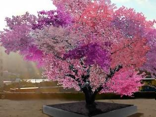 Φωτογραφία για Το δέντρο‑Φρανκενστάιν που παράγει 40 διαφορετικούς καρπούς [video]