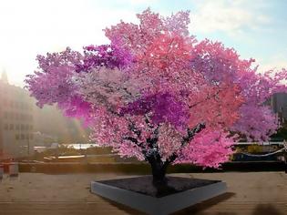Φωτογραφία για Το δέντρο‑Φρανκενστάιν που παράγει 40 διαφορετικούς καρπούς (pics+video)