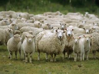 Φωτογραφία για Δεν γίνονται αυτά: Πρόβατα έφαγαν χασίς... Δείτε τι συνέβη μετά!