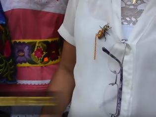 Φωτογραφία για Στο Μεξικό φορούν για αξεσουάρ ζωντανά σκαθάρια