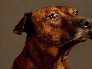 Φωτογραφία για Θα σου ραγίσει την καρδιά: Γιατί είναι θλιμμένα αυτά τα σκυλάκια; [photos]