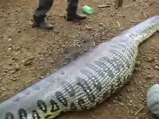 Φωτογραφία για Απίστευτο: Δείτε τι θα βγει μέσα απο αυτό το τεράστιο φίδι... [video]