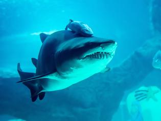 Φωτογραφία για Γιατί είναι ασφαλέστερο το κολύμπι με καρχαρίες και όχι κροκόδειλους