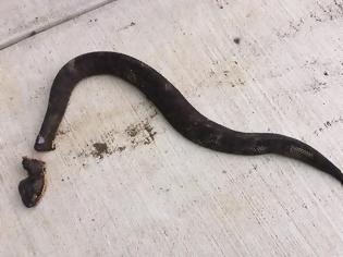 Φωτογραφία για Αποκεφάλισε ένα δηλητηριώδες φίδι που βρήκε στην αυλή της - Δευτερόλεπτα αργότερα, συνέβη ο,τι πιο σοκαριστικό