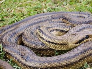 Φωτογραφία για Ποιο είναι το μεγαλύτερο φίδι στην Ελλάδα; [photo]