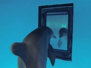 Φωτογραφία για Τα δελφίνια αναγνωρίζουν τους εαυτούς τους στον καθρέφτη πριν τα παιδιά.