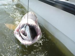 Φωτογραφία για Διαδοχικές επιθέσεις καρχαρία mako- To είδος που εξόντωσε το πλήρωμα του Indianapolis το ’45 [video]