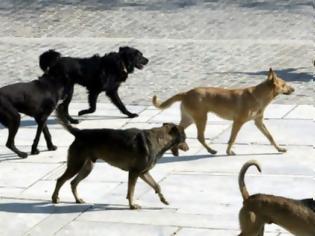 Φωτογραφία για Τρόμος στο κέντρο των Χανίων - Αγέλη από αδέσποτα σκυλιά επιτέθηκαν σε πάνω από 20 άτομα
