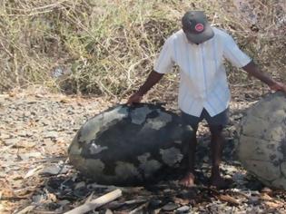 Φωτογραφία για Μαδαγασκάρη: Οκτώ παιδιά δηλητηριάστηκαν από κρέας χελώνας