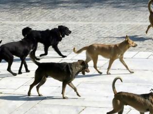 Φωτογραφία για Τρόμος στα Χανιά: Αγέλη αδέσποτων σκυλιών επιτέθηκε σε περισσότερα από 20 άτομα [Εικόνες]