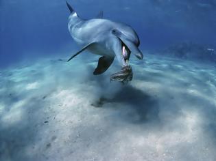 Φωτογραφία για Χταπόδι έπνιξε δελφίνι που το έτρωγε. Γιατί ο περίεργος θάνατος απασχολεί τους επιστήμονες