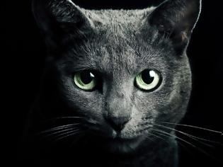 Φωτογραφία για Γάτα: Προστατεύει εσάς και το σπίτι σας από φαντάσματα και αρνητικά πνεύματα!