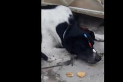 Κτηνωδία στον Πειραιά: Έδεσαν σφιχτά με νάιλον το λαιμό σκύλου και του έβαλαν πλαστικά νύχια στη μουσούδα [video]