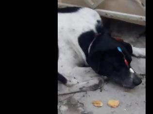 Φωτογραφία για Κτηνωδία στον Πειραιά: Έδεσαν σφιχτά με νάιλον το λαιμό σκύλου και του έβαλαν πλαστικά νύχια στη μουσούδα [video]