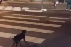 Απίστευτος σκύλος περιμένει το πράσινο για να περάσει τη διάβαση στον δρόμο! [video]