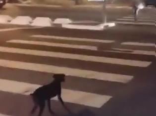 Φωτογραφία για Απίστευτος σκύλος περιμένει το πράσινο για να περάσει τη διάβαση στον δρόμο! [video]
