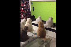 Βίντεο: Γάτες παρακολουθούν με προσήλωση ποντίκια μέσα από την τηλεόραση! [video]