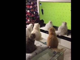 Φωτογραφία για Βίντεο: Γάτες παρακολουθούν με προσήλωση ποντίκια μέσα από την τηλεόραση! [video]