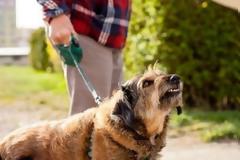 Αγρίνιο: Σκύλος δάγκωσε 67χρονο – Προσήχθη από την Αστυνομία η 55χρονη ιδιοκτήτρια