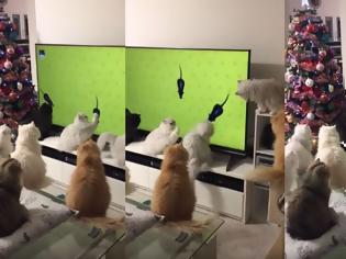Φωτογραφία για Οικογένεια από γάτες παρακολουθεί απορροφημένη ποντίκια μέσα από την τηλεόραση