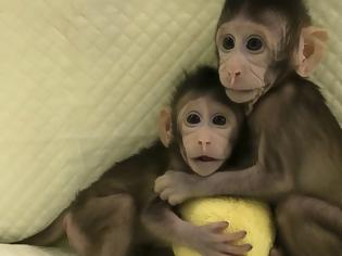 Φωτογραφία για Επιστήμονες κλωνοποίησαν μαϊμού για πρώτη φορά - Επόμενο βήμα ο... άνθρωπος?