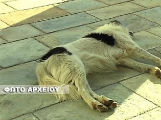 Φωτογραφία για Θανάτωσαν με φόλα αδέσποτο σκύλο στην πλατεία της ΒΟΝΙΤΣΑΣ!