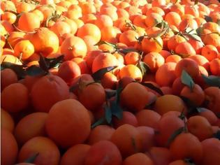 Φωτογραφία για Λαχαναγορά Ρέντη: Δεσμεύτηκαν 5,6 τόνοι πορτοκάλια και κλημεντίνες