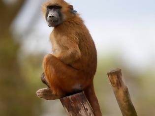 Φωτογραφία για Πανικός στο Παρίσι: Εκκενώθηκε ο Ζωολογικός Κήπος μετά την απόδραση 50 μπαμπουίνων