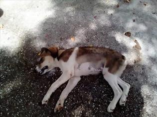 Φωτογραφία για Δικογραφία για φόλα σε σκύλο στη Βόνιτσα