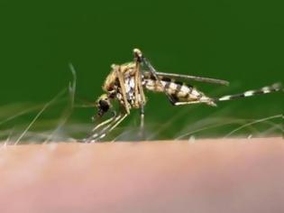 Φωτογραφία για Έρευνα: Αν κτυπάτε κουνούπια σας θυμούνται και δεν έρχονται