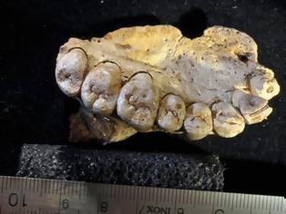 Φωτογραφία για Γνάθος με δόντια αλλάζει την... ιστορία του Homo Sapiens