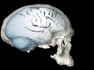 Φωτογραφία για Το σφαιρικό σχήμα του ανθρώπινου εγκεφάλου εξελίχθηκε σταδιακά