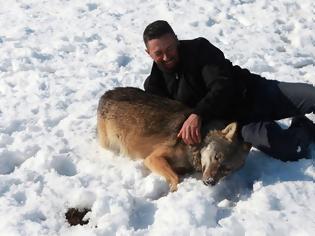 Φωτογραφία για Κόσοβο: Αγρότης ονόμασε έναν από τους λύκους του... Τραμπ!