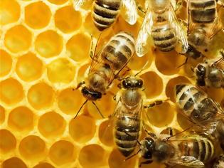 Φωτογραφία για Τα νεονικοτινοειδή εντομοκτόνα αφανίζουν τις μέλισσες
