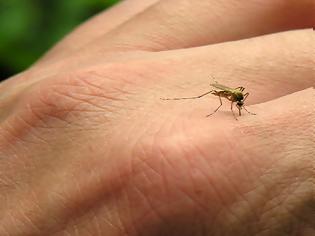 Φωτογραφία για Απίστευτο! Επιστήμονες συστήνουν να χτυπάτε τα κουνούπια, γιατί το θυμούνται και σας αποφεύγουν!