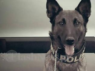 Φωτογραφία για Μίσα: Η σκυλίτσα του Λιμενικού που ανακάλυψε ναρκωτικά αξίας 70 εκ. ευρώ
