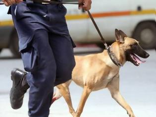 Φωτογραφία για Ο αστυνομικός σκύλος βρήκε χασίς σε σπίτι 34χρονου στα Τρίκαλα