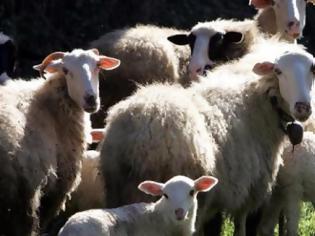Φωτογραφία για Έκλεψαν πρόβατα από στάνη στην ΚΑΤΟΥΝΑ