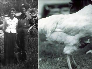 Φωτογραφία για Το κοτόπουλο που έζησε ακέφαλο επί 18 μήνες. Ταξίδεψε σε όλη την Αμερική, έγινε διάσημο και πέθανε από απροσεξία του ιδιοκτήτη του
