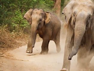 Φωτογραφία για Αγριοι ελέφαντες ποδοπάτησαν και σκότωσαν άντρα