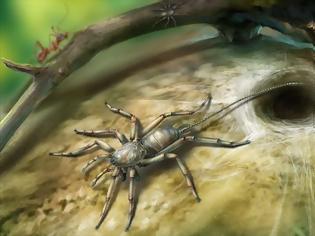 Φωτογραφία για Αράχνη με ουρά εντοπίστηκε σε κεχριμπάρι 100 εκατ. ετών